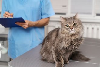 Mutuelle pour chat : les critères à prendre en compte pour trouver la formule adaptée à vos besoins