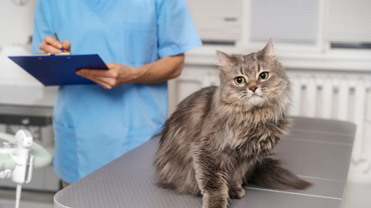 Mutuelle pour chat : les critères à prendre en compte pour trouver la formule adaptée à vos besoins
