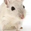 Rats et souris : pourquoi contacter des experts de la dératisation ?