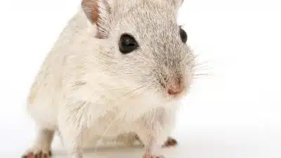 Rats et souris : pourquoi contacter des experts de la dératisation ?